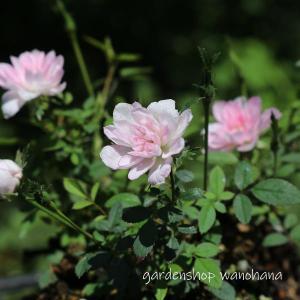バラ苗 姫バラ雅 ミヤビ 山野草・バラ盆栽の苗・ミニバラ : やまおか碧