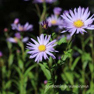 肥後紫苑 (ヒゴシオン)｜wanohana
