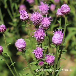 観葉植物）マングローブ メヒルギ（雌蛭木）の種（5本） : チャーム