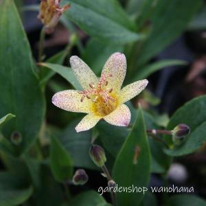 クロモジ （黒文字） 根巻き苗 : 苗木部 花ひろばオンライン - 通販