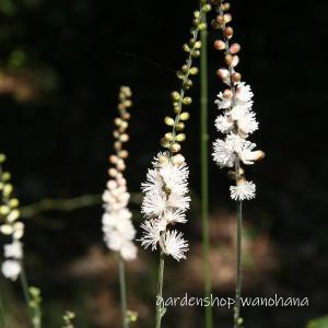泡盛升麻 (アワモリショウマ) : ガーデンショップ和の花 - 通販