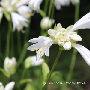 花苗 春 菜の花 1鉢 3.5号 お届け中 Brassica rapa 菜花 花菜 なのはな