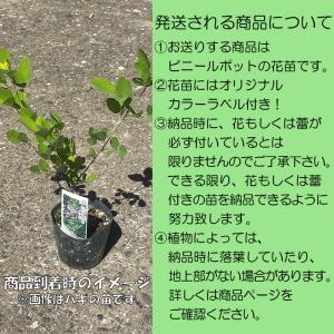 川緑 (カワミドリ)※2026年開花終了。20...の詳細画像1