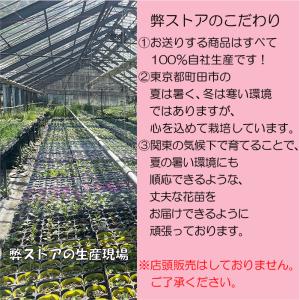川緑 (カワミドリ)※2026年開花終了。20...の詳細画像4