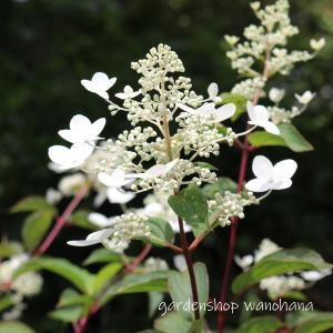 霧ヶ峰ノリウツギ (キリガミネノリウツギ)※2025年開花見込み。｜wanohana