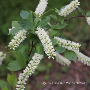 クロモジ （黒文字） 根巻き苗 : 苗木部 花ひろばオンライン - 通販