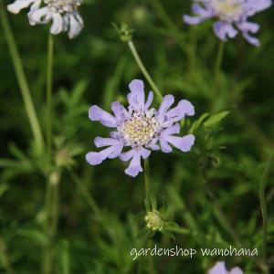 松虫草 (マツムシソウ)