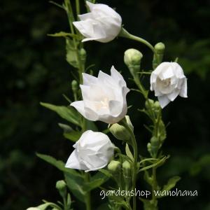 三重咲き桔梗 白花 (ミエザキキキョウ シロバナ)の商品画像