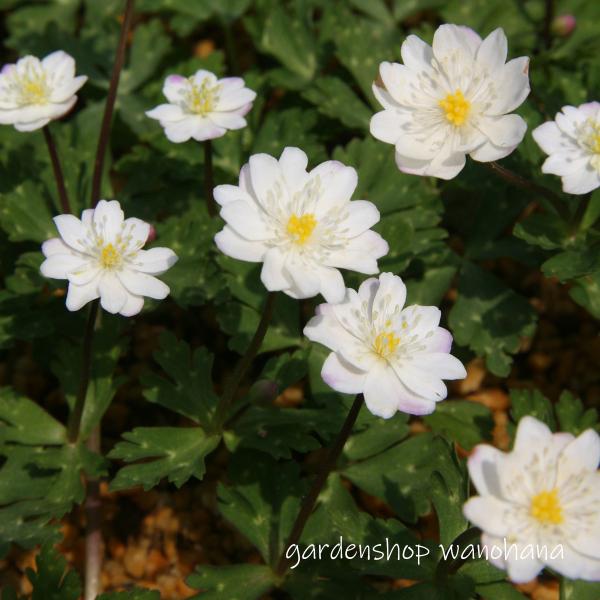 二輪草 銀盃 (ニリンソウ ギンパイ)※2025年9月植え替え済み。根の張りはありませんが、品質に問...