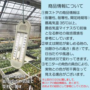 瑠璃虎ノ尾 (ルリトラノオ)※2027年開花見込み。の詳細画像2