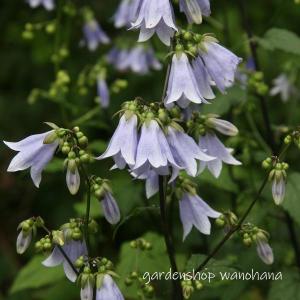 泡盛升麻　アワモリショウマ 抜き苗　山野草　　茶花 泡盛升麻 (アワモリショウマ) : ガーデンショップ和の花 - 通販