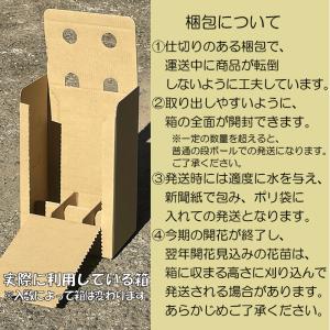 田村草 (タムラソウ)の詳細画像3