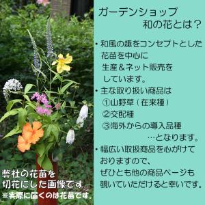 田村草 (タムラソウ)の詳細画像5