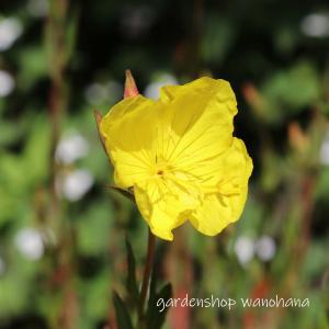 月見草 黄花 (ツキミソウ キバナ)