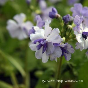 八重咲き桜草 浜千景 (ヤエザキ サクラソウ ハマチカゲ)※2026年開花終了。2027年開花見込み。