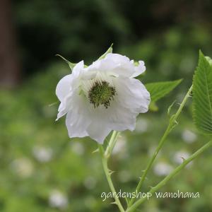 トキンバラ : ガーデンショップ和の花 - 通販 - Yahoo!ショッピング