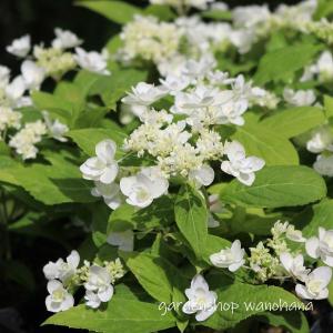 泡盛升麻 (アワモリショウマ)※2026年開花終了。2027年開花見込み