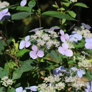 ヤマアジサイ 苗 瀬戸の月 セトノツキ : やまおか碧山苑ヤフー店