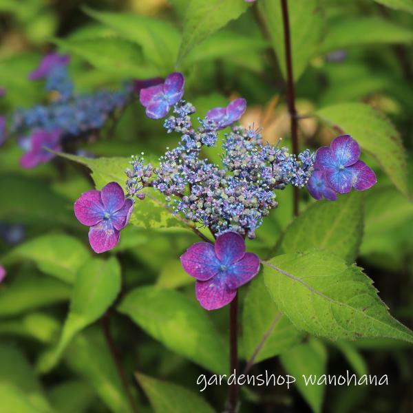 ヤマアジサイ 紫紅梅 (ヤマアジサイ シコウバイ)※2025年11月〜、葉に傷みアリ。2026年開花...