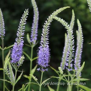 山虎ノ尾 (ヤマトラノオ)