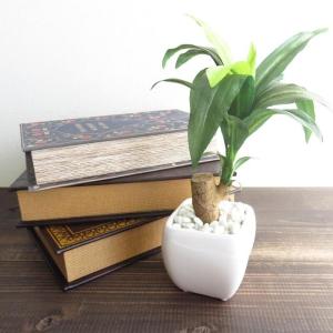 観葉植物 造花 ホワイトスクエアポット アーテ...の詳細画像5