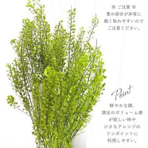ドライフラワー プリザーブドフラワー ペティー...の詳細画像3