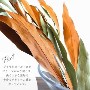 ドライフラワー グレビレア ゴールド 全長約6...の詳細画像3