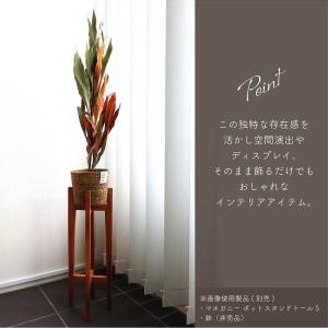 ドライフラワー グレビレア ゴールド 全長約6...の詳細画像4