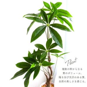 人工観葉植物 アーティフィシャルグリーン パキ...の詳細画像2