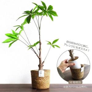 人工観葉植物 アーティフィシャルグリーン パキ...の詳細画像4