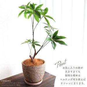 人工観葉植物 アーティフィシャルグリーン パキ...の詳細画像5
