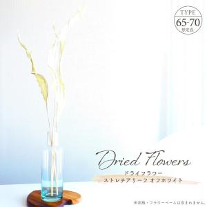 ドライフラワー ストレチアリーフ オフホワイト 3本入り 全長約65〜75cm 天然素材 サラシ加工 リーフ 葉物 枝物 大地農園 ベージュ アレンジメント インテリア