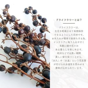 ドライフラワー ブラックベリー ナチュラル 5...の詳細画像1