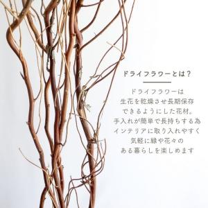 ドライフラワー 雲竜柳 うんりゅう柳 N皮付き...の詳細画像1