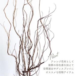 ドライフラワー 雲竜柳 うんりゅう柳 N皮付き...の詳細画像3
