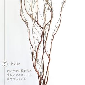 ドライフラワー 雲竜柳 うんりゅう柳 N皮付き...の詳細画像5