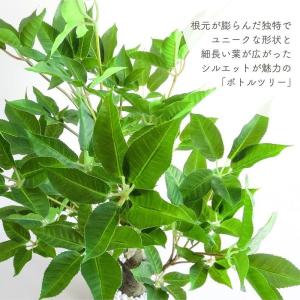 人工観葉植物 アーティフィシャルグリーン ボト...の詳細画像1