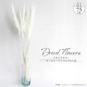 ドライフラワー テールリード 白 10本入 全長...の商品画像