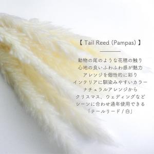 ドライフラワー テールリード 白 10本入 全...の詳細画像1