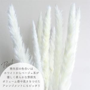 ドライフラワー テールリード 白 10本入 全...の詳細画像2