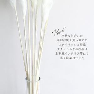 ドライフラワー テールリード 白 10本入 全...の詳細画像3