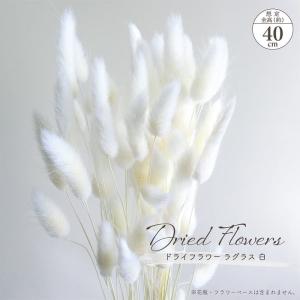 ドライフラワー ラグラス 白15g入 全長約40cm 大地農園 葉物 枝物 ナチュラル 天然素材 ドライ素材 アレンジメント ディスプレイ ふわふわ おしゃれ インテリア