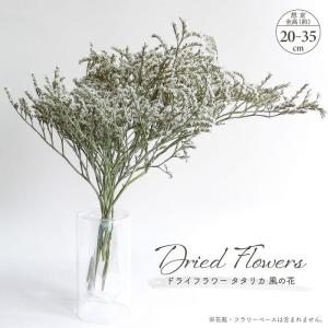 ドライフラワー 風の花 タタリカ 40g入 全長約20〜35cm 信州産 デュモサ 星型の花 白/緑 天然素材 ドライ素材 花物 アレンジ ディスプレイ おしゃれ インテリア