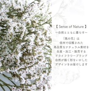ドライフラワー 風の花 タタリカ 40g入 全...の詳細画像1