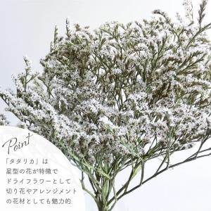 ドライフラワー 風の花 タタリカ 40g入 全...の詳細画像2