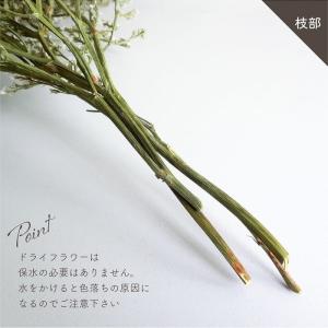 ドライフラワー 風の花 タタリカ 40g入 全...の詳細画像5