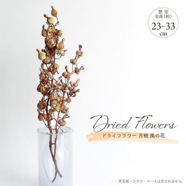 ドライフラワー 月桃／ゲットウ 2本 風の花 全長約23-33cm 沖縄産 天然素材 ナチュラル 葉...