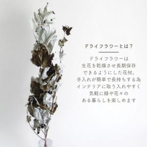 ドライフラワー ギンドロ 風の花 3本入 全長...の詳細画像1