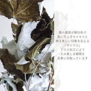 ドライフラワー ギンドロ 風の花 3本入 全長...の詳細画像2