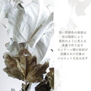 ドライフラワー ギンドロ 風の花 3本入 全長...の詳細画像3